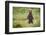 Brown Bear in Coastal Meadow in Alaska-Paul Souders-Framed Photographic Print