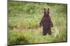 Brown Bear in Coastal Meadow in Alaska-Paul Souders-Mounted Photographic Print