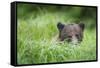 Brown Bear in Grass at Misty Fjords National Monument-Paul Souders-Framed Stretched Canvas