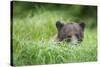 Brown Bear in Grass at Misty Fjords National Monument-Paul Souders-Stretched Canvas