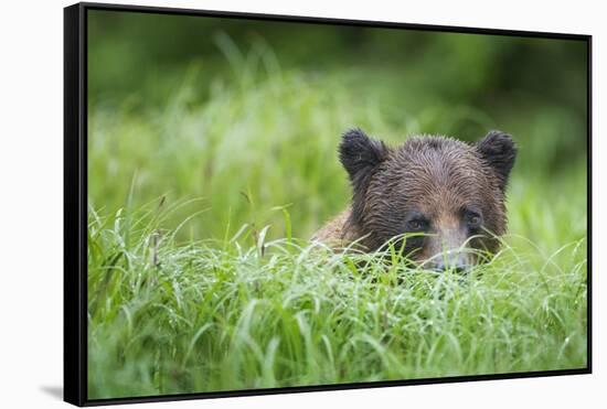 Brown Bear in Grass at Misty Fjords National Monument-Paul Souders-Framed Stretched Canvas