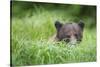 Brown Bear in Grass at Misty Fjords National Monument-Paul Souders-Stretched Canvas