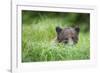 Brown Bear in Grass at Misty Fjords National Monument-Paul Souders-Framed Photographic Print