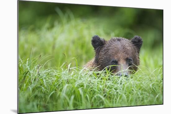 Brown Bear in Grass at Misty Fjords National Monument-Paul Souders-Mounted Photographic Print