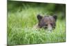 Brown Bear in Grass at Misty Fjords National Monument-Paul Souders-Mounted Photographic Print