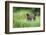 Brown Bear in Grass at Misty Fjords National Monument-Paul Souders-Framed Photographic Print