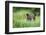 Brown Bear in Grass at Misty Fjords National Monument-Paul Souders-Framed Photographic Print