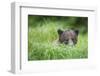 Brown Bear in Grass at Misty Fjords National Monument-Paul Souders-Framed Photographic Print