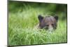 Brown Bear in Grass at Misty Fjords National Monument-Paul Souders-Mounted Photographic Print