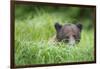 Brown Bear in Grass at Misty Fjords National Monument-Paul Souders-Framed Photographic Print