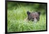 Brown Bear in Grass at Misty Fjords National Monument-Paul Souders-Framed Photographic Print