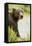 Brown Bear in Grass-MaryAnn McDonald-Framed Stretched Canvas