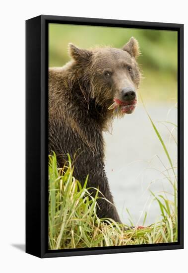 Brown Bear in Grass-MaryAnn McDonald-Framed Stretched Canvas