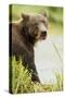 Brown Bear in Grass-MaryAnn McDonald-Stretched Canvas