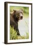 Brown Bear in Grass-MaryAnn McDonald-Framed Photographic Print