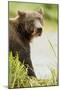 Brown Bear in Grass-MaryAnn McDonald-Mounted Photographic Print