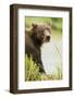 Brown Bear in Grass-MaryAnn McDonald-Framed Photographic Print