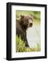 Brown Bear in Grass-MaryAnn McDonald-Framed Photographic Print
