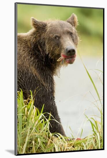 Brown Bear in Grass-MaryAnn McDonald-Mounted Photographic Print