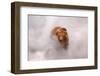 Brown bear in hot steam from a geyser, Kamchatka, Russia-Igor Shpilenok-Framed Photographic Print