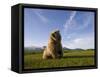 Brown Bear in Meadow at Hallo Bay in Katmai National Park-Paul Souders-Framed Stretched Canvas