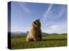 Brown Bear in Meadow at Hallo Bay in Katmai National Park-Paul Souders-Stretched Canvas