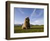 Brown Bear in Meadow at Hallo Bay in Katmai National Park-Paul Souders-Framed Photographic Print