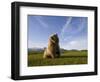 Brown Bear in Meadow at Hallo Bay in Katmai National Park-Paul Souders-Framed Photographic Print