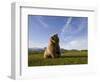 Brown Bear in Meadow at Hallo Bay in Katmai National Park-Paul Souders-Framed Photographic Print