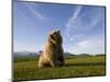 Brown Bear in Meadow at Hallo Bay in Katmai National Park-Paul Souders-Mounted Photographic Print