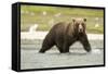 Brown Bear in River-MaryAnn McDonald-Framed Stretched Canvas