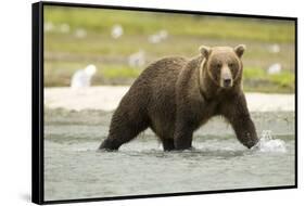 Brown Bear in River-MaryAnn McDonald-Framed Stretched Canvas