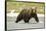 Brown Bear in River-MaryAnn McDonald-Framed Stretched Canvas