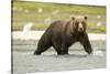 Brown Bear in River-MaryAnn McDonald-Stretched Canvas