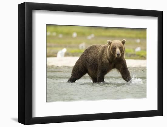 Brown Bear in River-MaryAnn McDonald-Framed Photographic Print