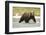 Brown Bear in River-MaryAnn McDonald-Framed Photographic Print