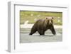 Brown Bear in River-MaryAnn McDonald-Framed Photographic Print