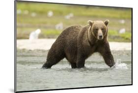 Brown Bear in River-MaryAnn McDonald-Mounted Photographic Print