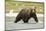 Brown Bear in River-MaryAnn McDonald-Mounted Photographic Print