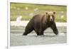 Brown Bear in River-MaryAnn McDonald-Framed Photographic Print