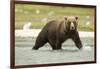 Brown Bear in River-MaryAnn McDonald-Framed Photographic Print