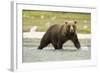 Brown Bear in River-MaryAnn McDonald-Framed Photographic Print
