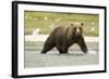 Brown Bear in River-MaryAnn McDonald-Framed Photographic Print