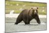 Brown Bear in River-MaryAnn McDonald-Mounted Photographic Print