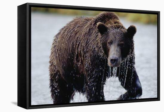 Brown Bear in Salmon Stream-Joe McDonald-Framed Stretched Canvas