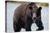 Brown Bear in Salmon Stream-Joe McDonald-Stretched Canvas