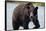 Brown Bear in Salmon Stream-Joe McDonald-Framed Stretched Canvas