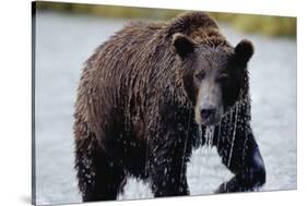 Brown Bear in Salmon Stream-Joe McDonald-Stretched Canvas