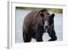 Brown Bear in Salmon Stream-Joe McDonald-Framed Photographic Print