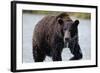 Brown Bear in Salmon Stream-Joe McDonald-Framed Photographic Print